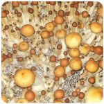 Псилоцибиновые (галлюциногенные) грибы в Белово Psilocybin "Golden Teacher" Псилоцибиновые (галлюциногенные) грибы в Белово Psilocybin "Golden Teacher"