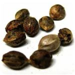 Семена марихуаны АК-47 (Seeds AK-47) в Белово Семена марихуаны АК-47 (Seeds AK-47) в Белово